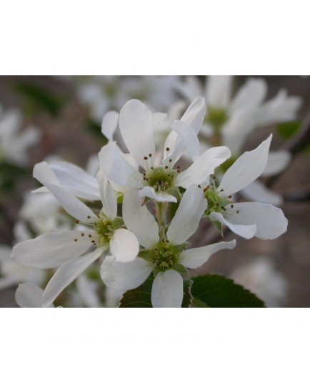 Amelanchier amabilis , amélanchier aimable