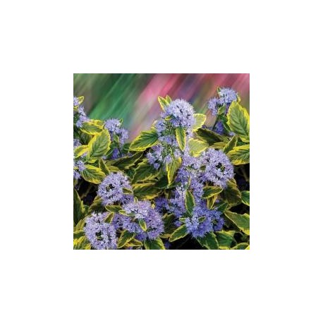 Caryopteris clandonensis x 'Summer Sorbet' ®- Verbanaceae - spirée bleue