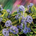 Caryopteris clandonensis x 'Summer Sorbet' ®- Verbanaceae - spirée bleue