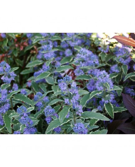 Caryopteris clandonensis x 'White Surprise' ®- spirée bleue