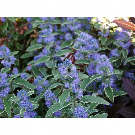 Caryopteris clandonensis x 'White Surprise' ®- spirée bleue