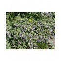 Caryopteris clandonensis x 'White Surprise' ®- spirée bleue