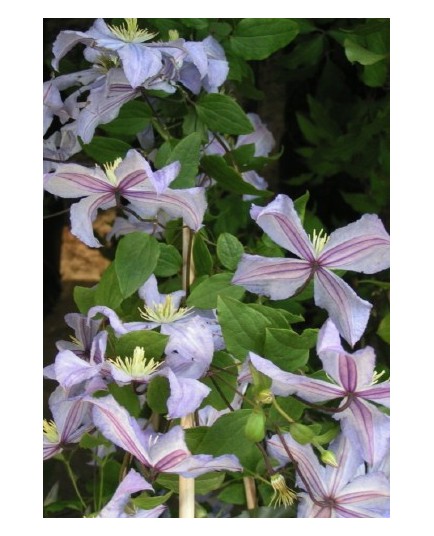 Clematis 'Prince Charles' - Clematite