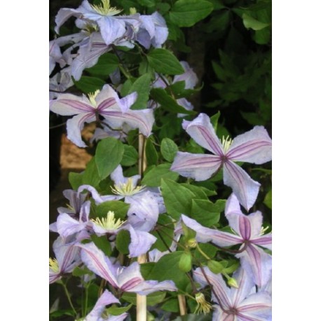 Clematis 'Prince Charles' - Clematite