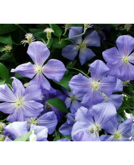 Clematis 'Perle d'Azur' - Clematite