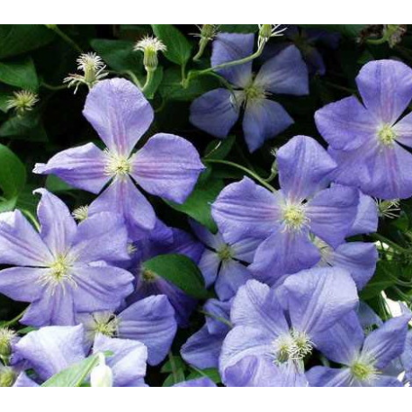 Clematis 'Perle d'Azur' - Clematite