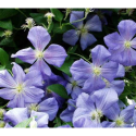 Clematis 'Perle d'Azur' - Clematite