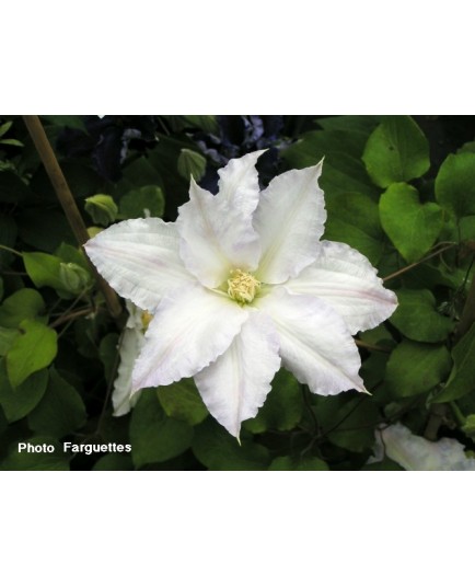 Clematis 'Gladys Picard' - Clematite