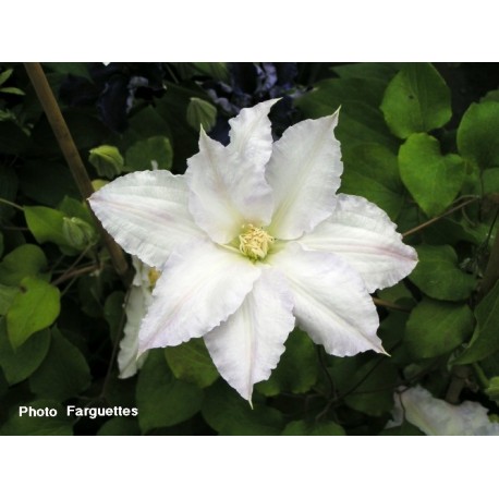 Clematis 'Gladys Picard' - Clematite