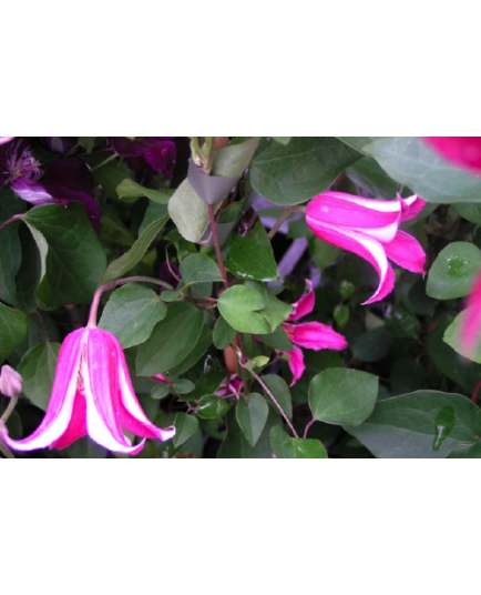 Clematis texensis 'Princess Diana' - Clematite