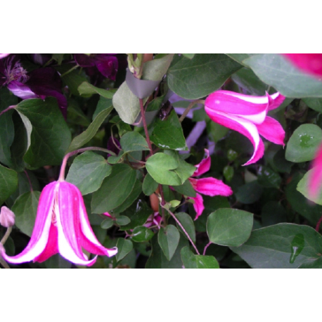 Clematis texensis 'Princess Diana' - Clematite