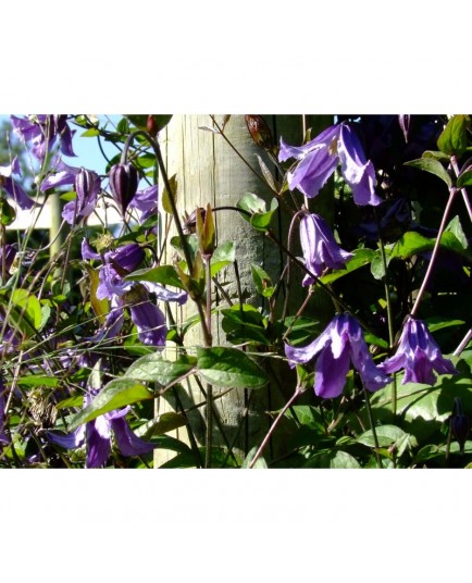 Clematis 'Blue Boy' - Clematite