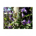 Clematis 'Blue Boy' - Clematite