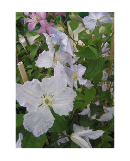 Clematis 'Blue Angel' - Clematite