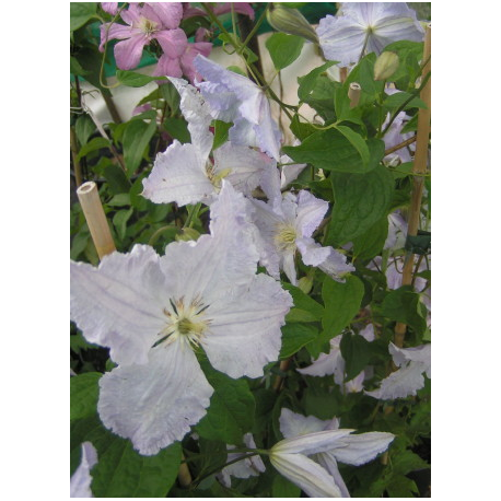 Clematis 'Blue Angel' - Clematite