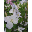 Clematis 'Blue Angel' - Clematite