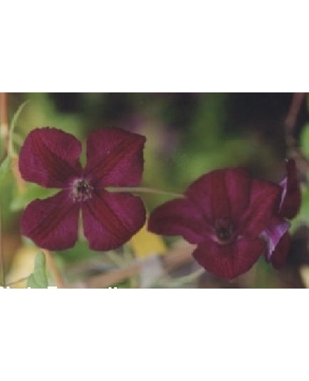 Clematis viticella 'Royal Velours' - Clematite