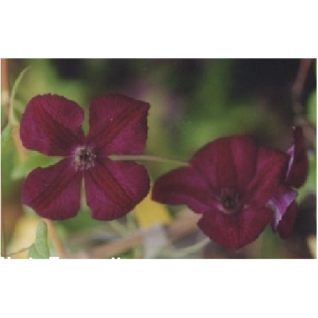 Clematis viticella 'Royal Velours' - Clematite