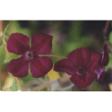 Clematis viticella 'Royal Velours' - Clematite