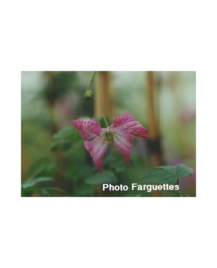 Clematis viticella 'Minuet' - Clematite