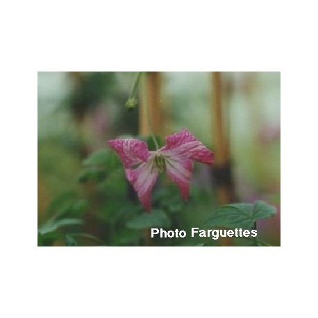 Clematis viticella 'Minuet' - Clematite