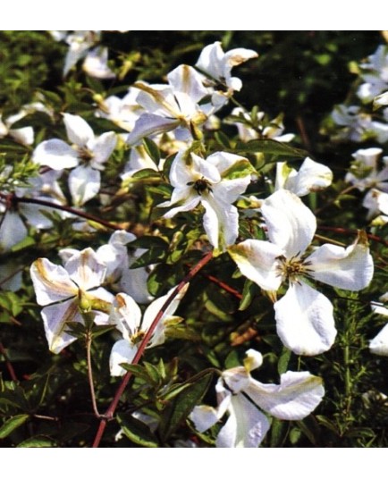 Clematis viticella 'Alba Luxurians' - Clematite