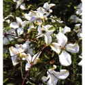 Clematis viticella 'Alba Luxurians' - Clematite