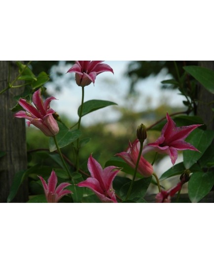 Clematis texensis 'Duchess Of Albany' - Clematite
