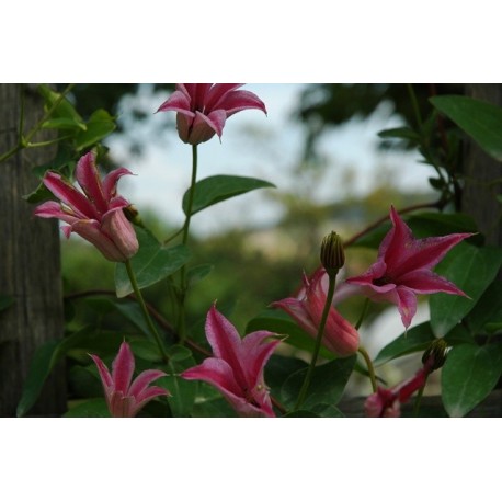 Clematis texensis 'Duchess Of Albany' - Clematite