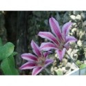 Clematis texensis 'Duchess Of Albany' - Clematite