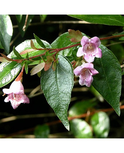 Abelia x 'Edward Goucher' - Abelia