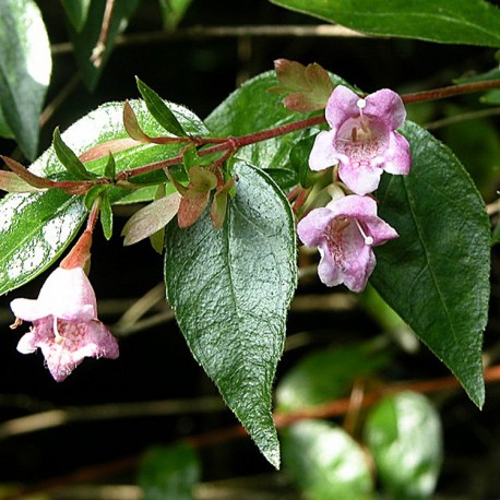 Abelia x 'Edward Goucher' - Abelia