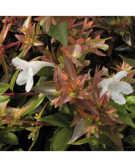 Abelia grandiflora x 'Prostrata' - abelia