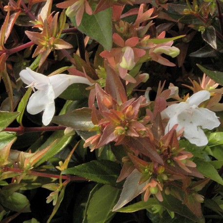 Abelia grandiflora x 'Prostrata' - abelia