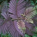 Albizia julibrissin 'Summer Chocolate' - arbres de soie, mimosa de Constantinople