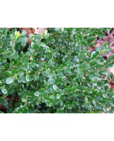 Buxus microphylla 'Koreana'- buis à petites feuilles,