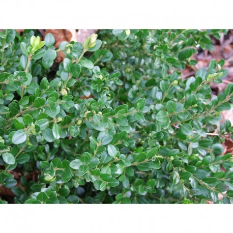 Buxus microphylla 'Koreana'- buis à petites feuilles,