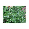 Buxus microphylla 'Koreana'- buis à petites feuilles,