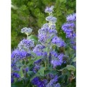 Caryopteris clandonensis x 'Grand Bleu' ® Inoveri'