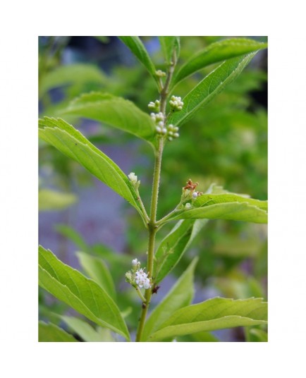 Callicarpa dichotoma- arbre aux bonbons