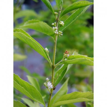 Callicarpa dichotoma- arbre aux bonbons