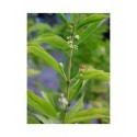 Callicarpa dichotoma- arbre aux bonbons