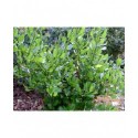 Ceanothus impressus 'Victoria' - Lilas de Californie