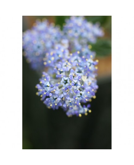 Ceanothus thyrsiflorus 'Skylark' - Lilas de Californie, Céanothe