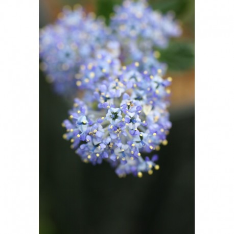 Ceanothus thyrsiflorus 'Skylark' - Lilas de Californie, Céanothe