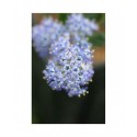 Ceanothus thyrsiflorus 'Skylark' - Lilas de Californie, Céanothe