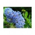 Ceanothus thyrsiflorus 'Skylark' - Lilas de Californie, Céanothe