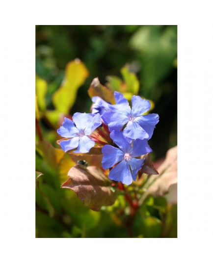 Ceratostigma wilmottianum - dentelaires, plumbagos,