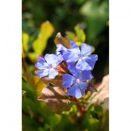 Ceratostigma wilmottianum - dentelaires, plumbagos,