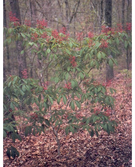 Aesculus pavia - Hippocastanaceae - marronniers